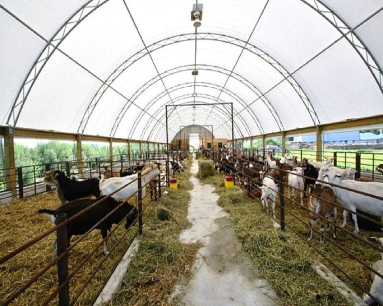 Hayvan Besi Çadırı